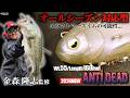 【RAID JAPAN 2026年新製品】ANTIDEAD "金森 隆志監修"オールシーズン対応型エラストマースイムの可能性...