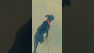 Black penthar #trending #shortvideo #lebronjames #pitbulldog #leopard