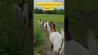 goat farming in Assam Majuli #farming #goat #shorts #ytshorts