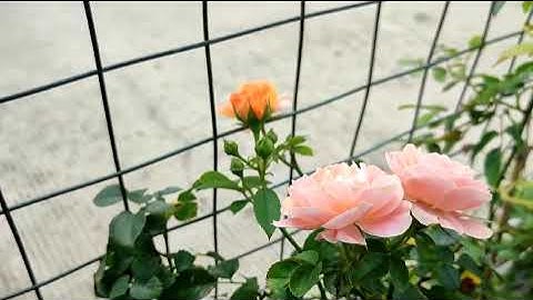 Cách Trồng Hoa Hồng Leo Rào Đẹp