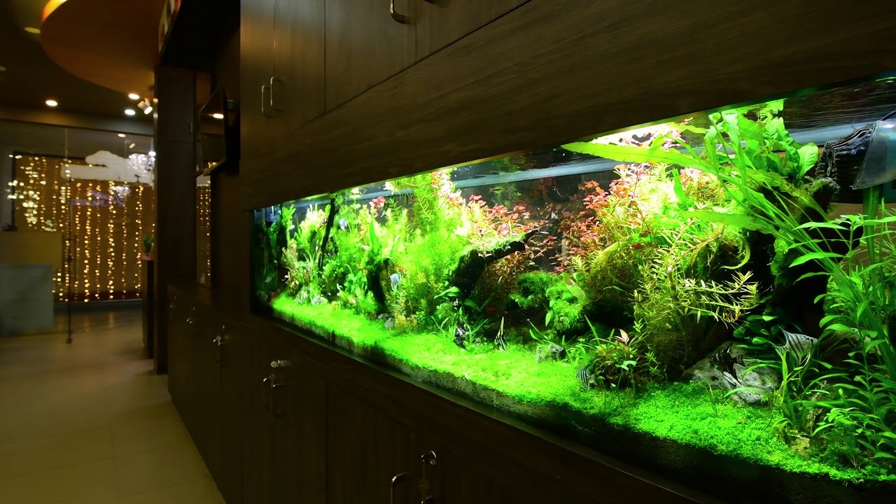 Jungle Scape Planted Aquarium YouTube