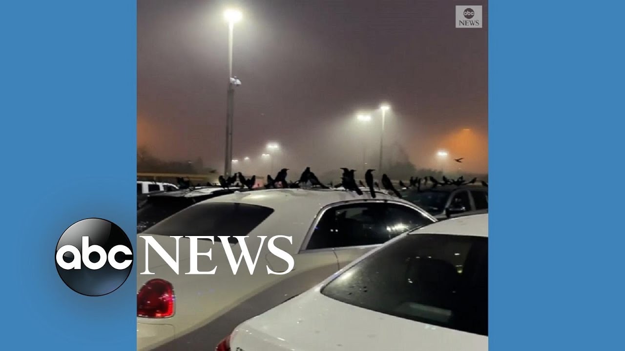 Birds swarm parking lot in Texas