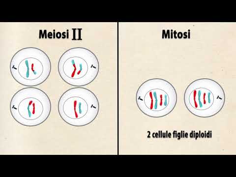 Video: Perché le cellule madri e figlie nella mitosi e nella meiosi sono diverse?