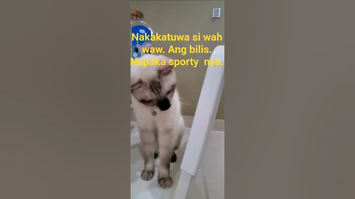 Video 10790981: siamese cat, cat playing cutecat