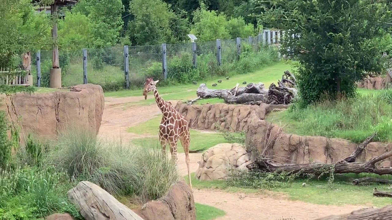 A Trip to The Zoo - YouTube