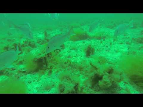 Horseshoe Beach Red