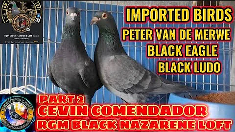 IMPORTED BIRDS NI RGM BLACK NAZARENE LOFT PETER VANDE MERWE