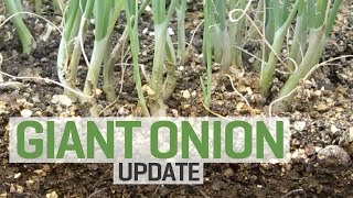 Kelsae Onions from Seed with Mycorrhizae—Update
A quick update on the progress of Kelsae onion seedlings grown under a Sunmaster T5 Fluorescent grow light. For indoor gardening tips and advice dont forget to visit www.just4growers.com Kelsae Onions from Seed with Mycorrhizae—Update
