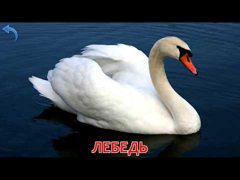Карточки Домана. Часть 4. Птицы
