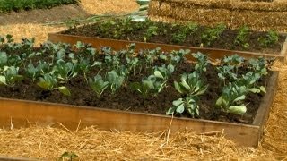 How to Plant 8x8 Raised Garden Beds P Allen Smith Classics