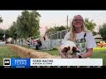 Corgi racing: all about the short legs and big personalities