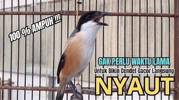 burung cendet gacor NARUNG BONGKAR EMOSI PANCINGAN CENDET AGAR BUNYI bikin BURUNG PENTET GACOR NYAUT