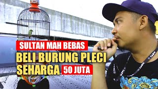 BELI PLECI SEHARGA 50 JUTA !! | ANNIVERSARY PCMI BANJARNEGARA