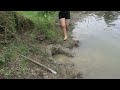 Amazing Video Fishing River. Dig Traps On The Riverbank To Catch Many Fish