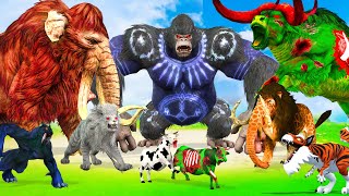5 Giant Mammoth Elephant Cow Vs 5 Giant Lion Tiger Vs Giant King Kong Bull Zebra Saved Wolly Mammoth