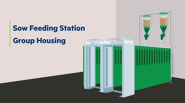 Feeding Solution | Sow Feeding Station - Group Housing