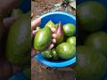 Native na Avocado #avocado