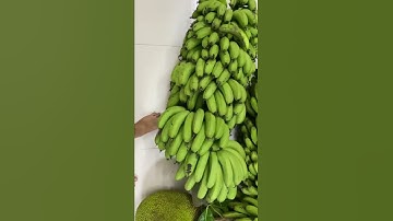 Của nhà trồng được, buồng chuối 51kg! #shorts