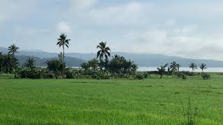 Download Lagu [4K]  SECRETS OF INDONESIA - Morning walk by Lake Tondano MP3