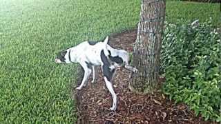 Mako The Pee Hound Lays Down Another Monster Stream