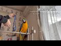 怖がりなインコのハーネストレーニング方法