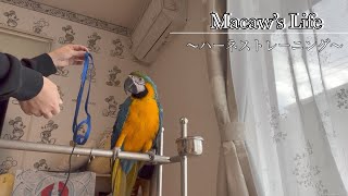 怖がりなインコのハーネストレーニング方法