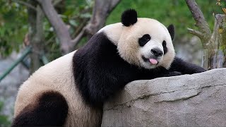 以後有熊欺負你，就報我的名字！我叫「小奇跡」 by 胖达日记 Hi Panda 3,170 views 1 day ago 1 minute, 25 seconds