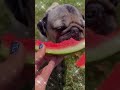 Cute pugs iayze opium silly bafooneey silly silliness jpgn adorable youtube cashmoney