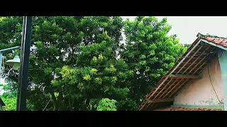 vidio cinematic 30 detik | vidio cinematic alam screenshot 5