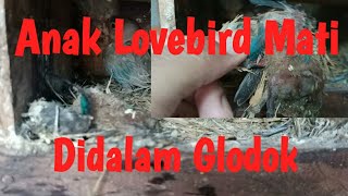Penyebab Anakan/Cindil Lovebird Mati Didalam Glodok