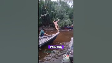 Berburu Buaya pemangsa #shorts #predator #buaya