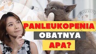 Bagaimana Menangani Kucing yang Sakit PANLEUKOPENIAVIRUS PARVO | How to CURE Cat DISTEMPER