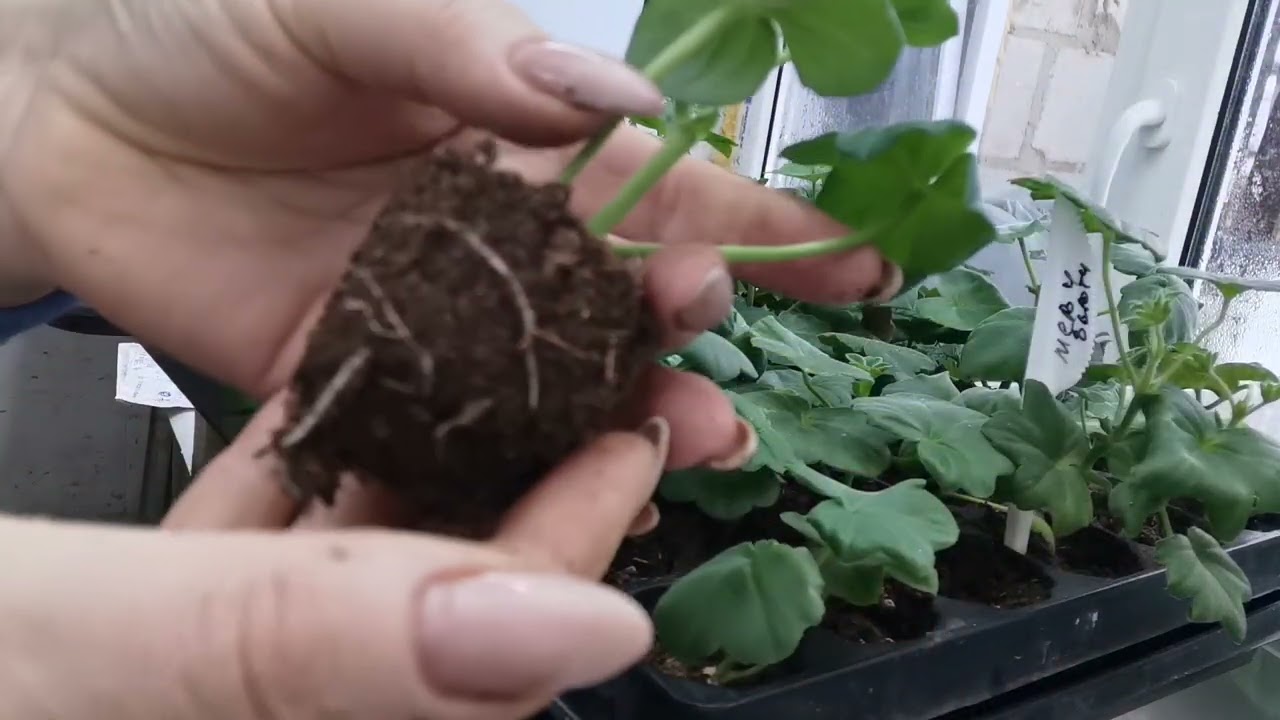 Черенки пеларгонии от среза, до укоренения.