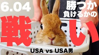 ノーカット1本勝負！うさぎの爪切りの全て見せます #796