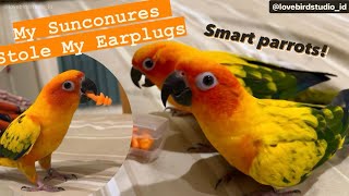 Smart Parrots!My Sunconures Stole My Earplugs #sunconurebirds #sunconureparrot #parrottraining