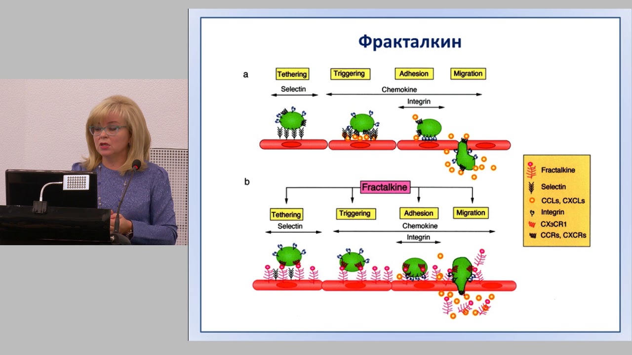 Новые маркеры кардиоваскулярного риска. Журавлёва Л.В.