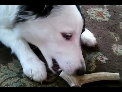 antlers-for-dogs---elk-antler-dog-treats-are-the-best-dog-chew-bones!