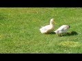 Saxony ducks mating ritual