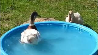 Saxony ducks mating ritual