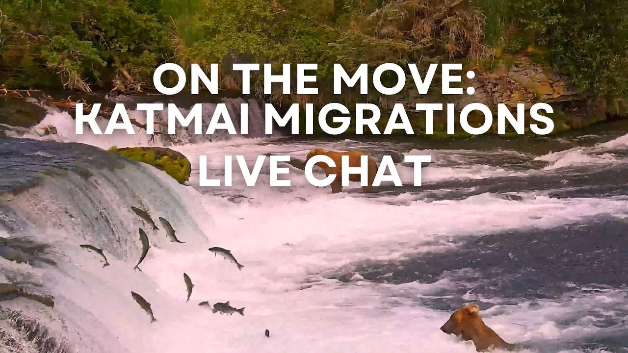 On the Move: Katmai Migrations | Brooks Live Chat