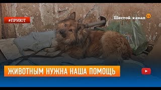 Животным нужна наша помощь Животным нужна наша помощь