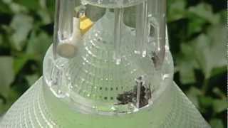 Boll Weevil Eradicated