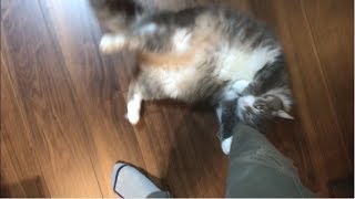 １日ぶりの再会に喜びを爆発させる猫 ノルウェージャンフォレストキャット A cat that brings joy to reunion after one day