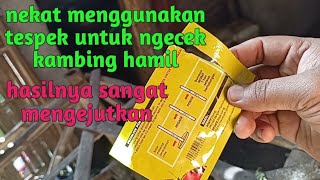 Pembuktian Tespek Manusi Di  Gunakan Untuk Ngecek Kambing Hamil