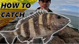 TEXAS SHEEPSHEAD Season HAS BEGUN learn EVERYTHING you NEED to KNOW