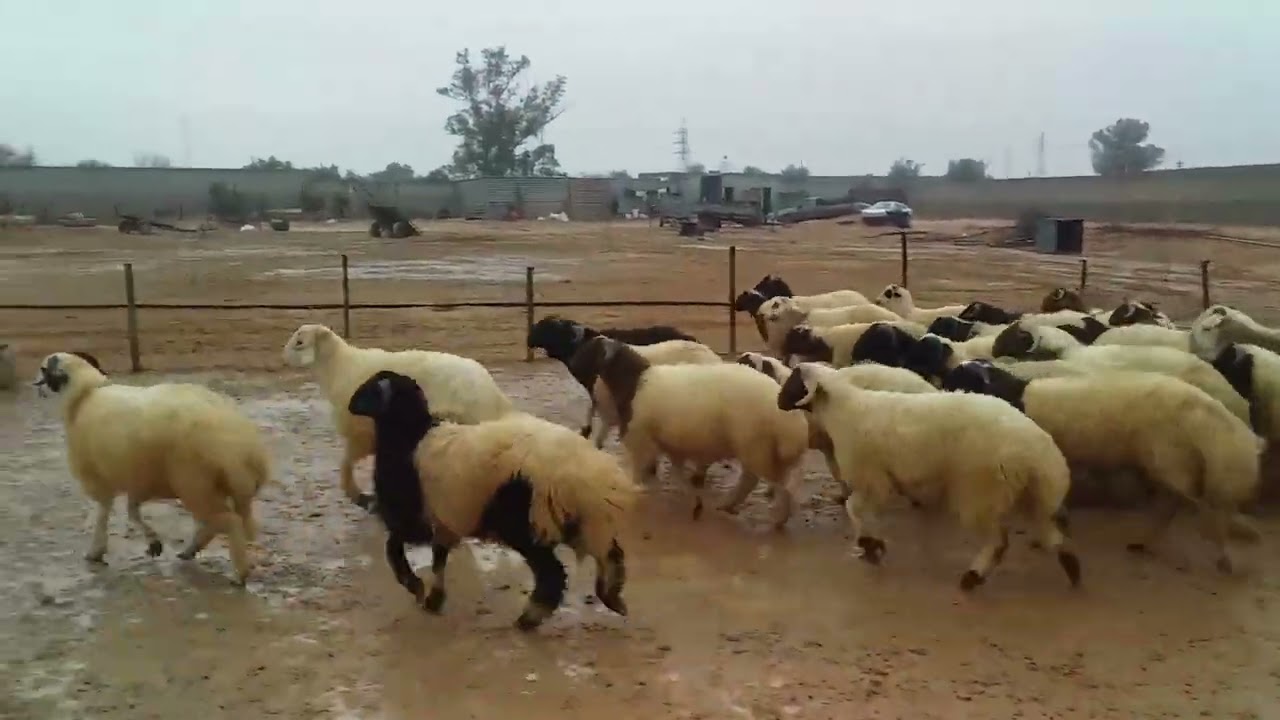 خرفان ممتازة عربية من السلالة الليبية،،،،🐑🐏🐑🐏🐑🐏🐑🐏🐑🐏