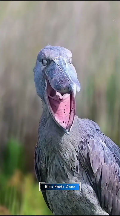 এমন কিছু পাখি 🐦 যাদের আওয়াজ খুবই ভয়ংকর 😨 #shorts