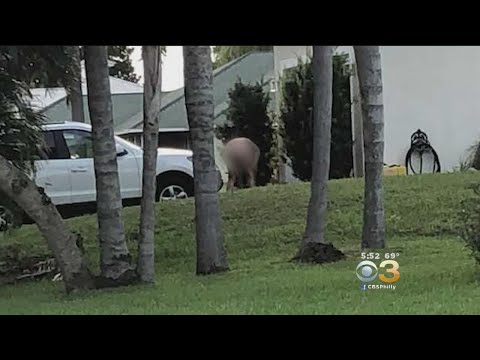 Neighbors Upset About Florida Man Who Likes To Do Yard Work Naked