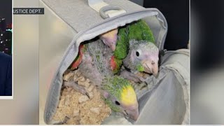 San Diego man sentenced to prison for smuggling 17 protected parrots and parakeets | NBC 7 San Diego