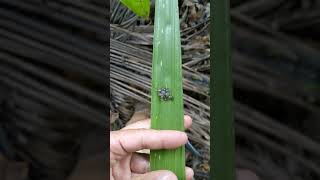 Baby Coqui Frogs Hatching